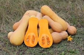 Squash / Courge