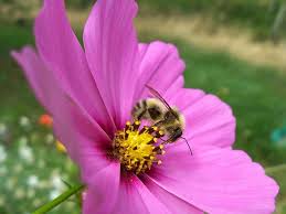 Pollinator Mix / Mélange pour pollinisateurs