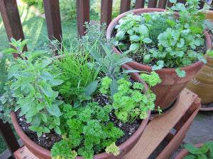 Fresh Herbs Mix / Mélange de fines herbes fraîches