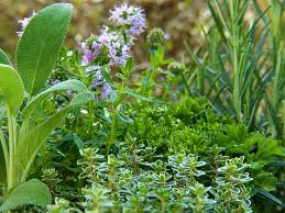 Perennial Herb Mix / Mélange de fines herbes vivaces