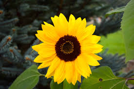 Sunflowers / Tournesols