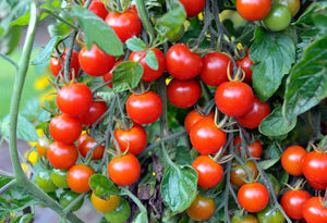 Cherry Tomatoes / Tomates Cerises