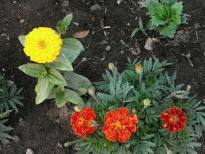 Garden Flower / Fleurs de Jardin